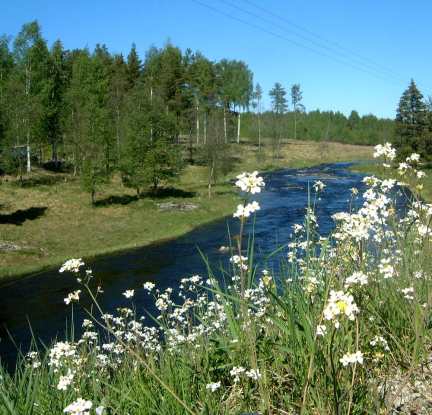 R��n med blommande backtrav