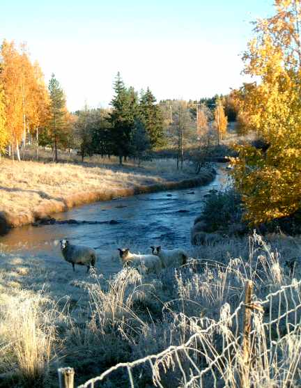 F�r vid h�stig R��